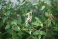 Peppermint, Mentha Ãâ piperita, also known as Mentha balsamea Wild, is a hybrid mint, a cross between watermint and spearmint.